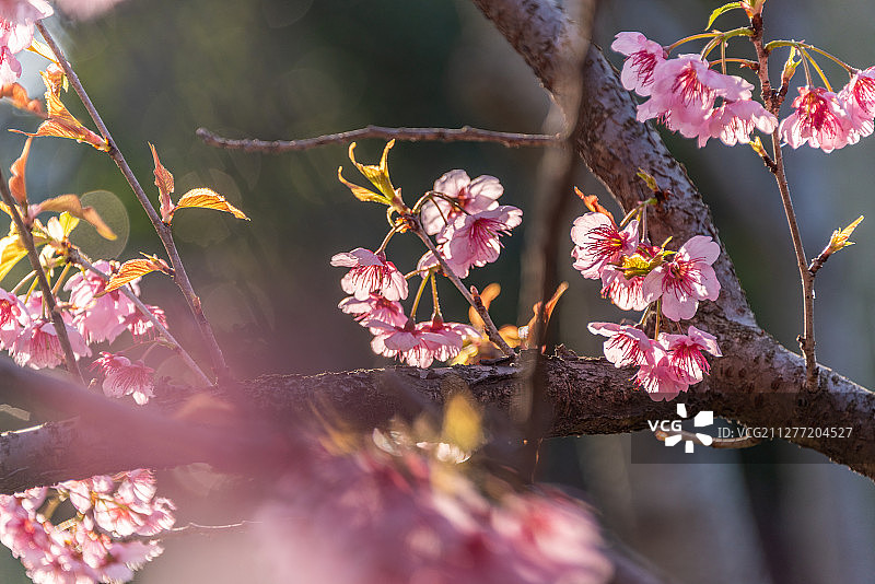 春天盛开的粉红色桃花图片素材