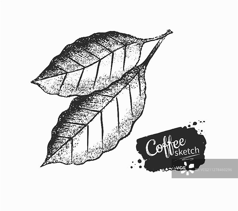 黑咖啡和白咖啡的叶子图片素材