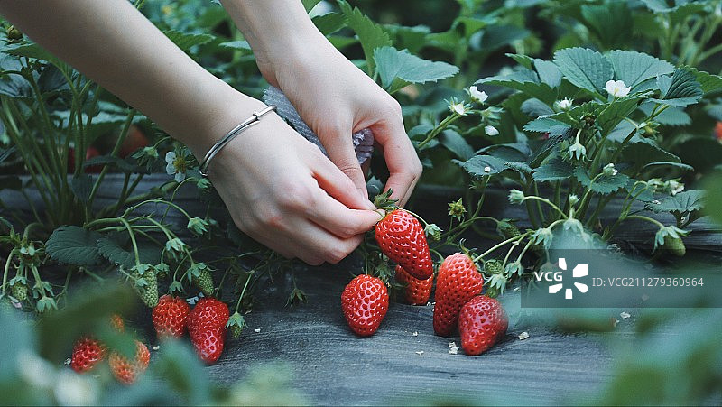 摘草莓图片素材