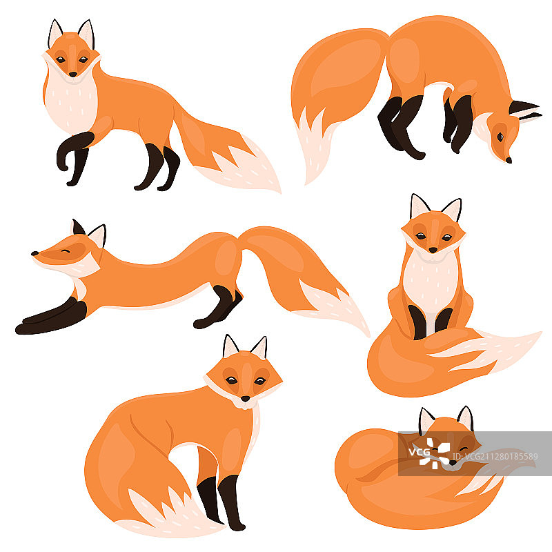 设置狐狸孤立在白色背景图片素材