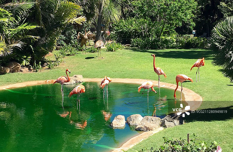 Flamingo in Holunulu图片素材