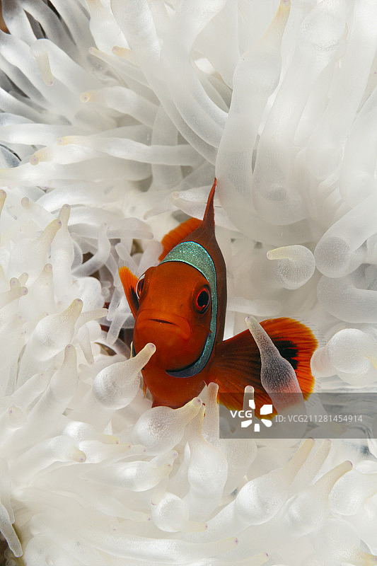 棘脸小丑鱼，棘脸小丑鱼，金贝湾，新不列颠，巴布亚新几内亚- 2020年3月3日图片素材