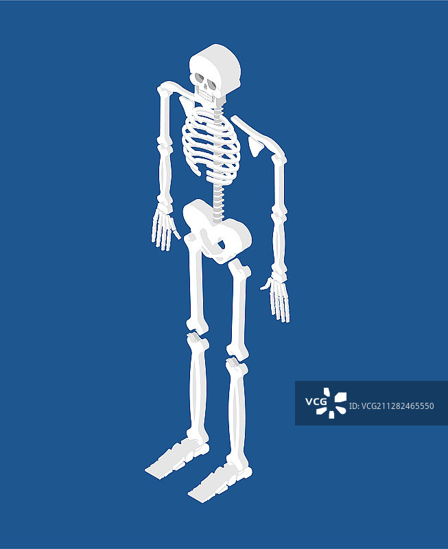 骨骼等距孤立的3d颅骨和骨骼图片素材