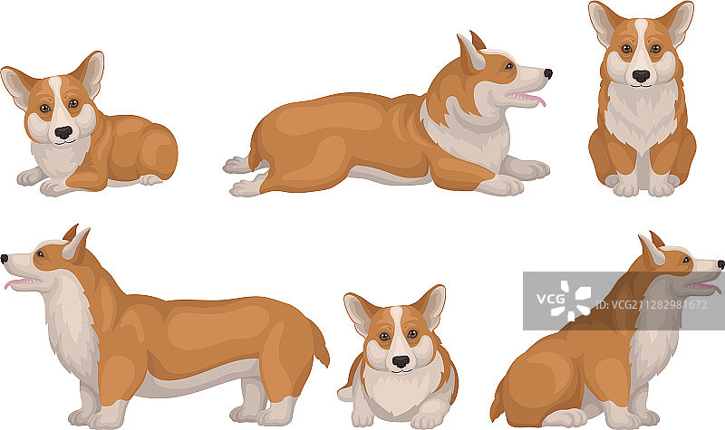威尔士柯基犬在不同的姿势设置图片素材