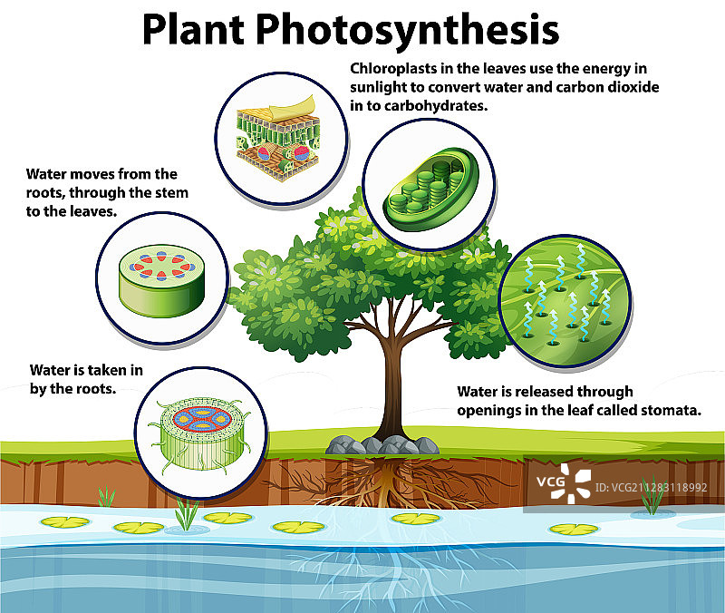 植物光合作用示意图图片素材