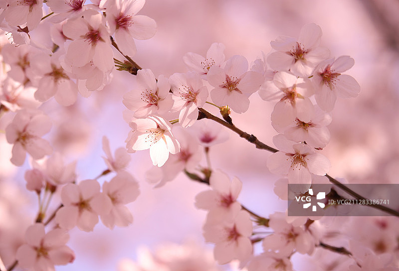 照亮一朵樱花图片素材