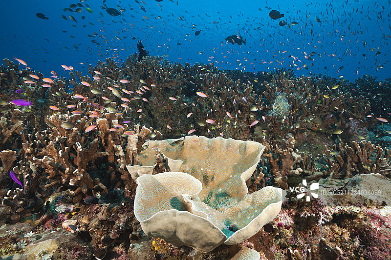 珊瑚礁上的花葶，花葶属植物，新爱尔兰，巴布亚新几内亚图片素材