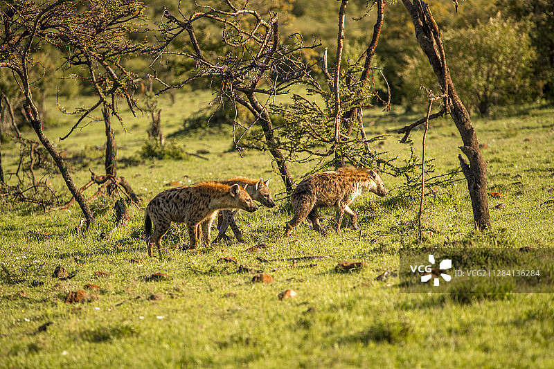 在肯尼亚马赛马拉国家保护区散步的斑点鬣狗图片素材