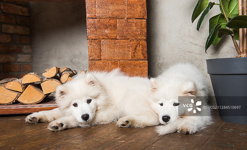 两只萨摩耶(Samojed)小狗躺在木地板和壁炉上，后面是柴火图片素材