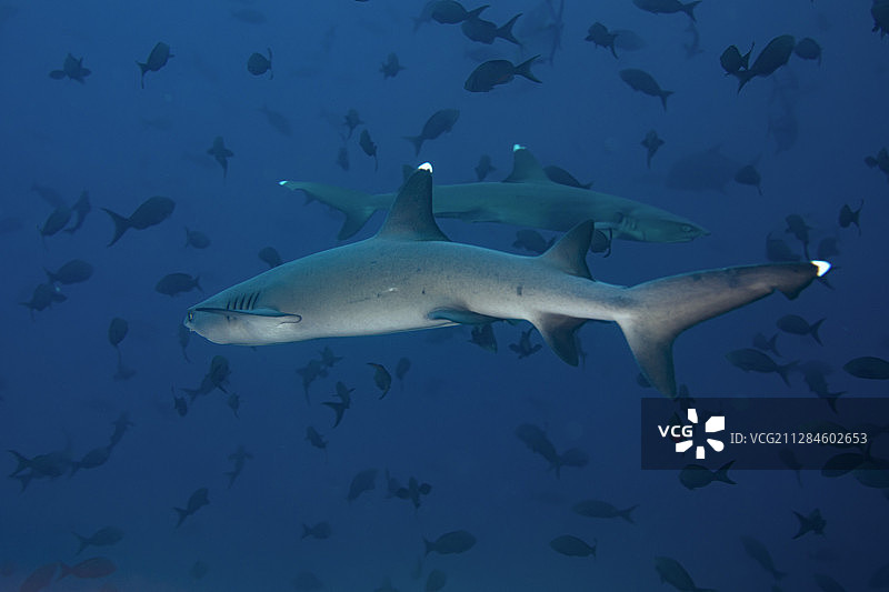 在萨马拉，尼科亚，哥斯达黎加的鱼岸上，两条鲨鱼图片素材