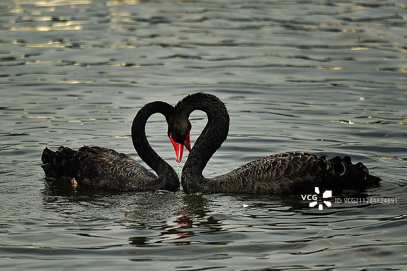 两只黑天鹅形成心形图片素材