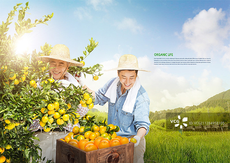 两个农民在绿色的田野里收获柑橘的合成图像图片素材