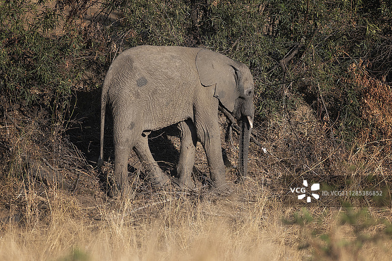 南非西北部莫格维斯的非洲小象图片素材