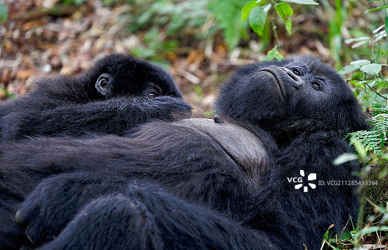 雌性山地大猩猩幼仔，卢旺达穆山泽图片素材