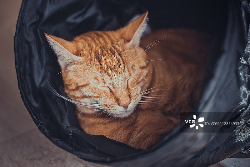 在塑料管里睡觉的姜猫，曼迪留-拉-纳波勒，法国，普罗旺斯-阿尔卑斯-蔚蓝海岸图片素材