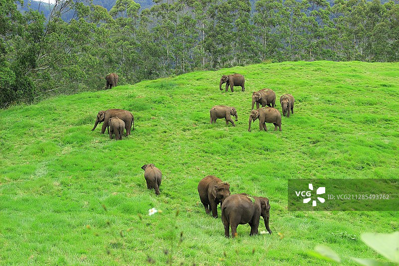 一群大象在印度喀拉拉邦的科拉姆长满草的山上图片素材