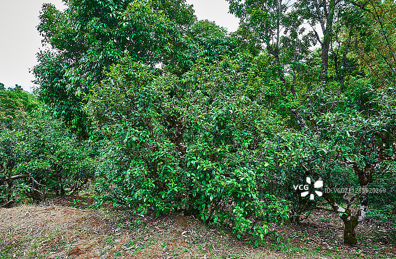 勐海茶山古茶树图片素材