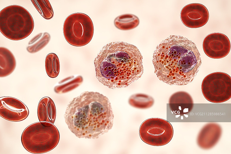 大量嗜酸性粒细胞的血液涂片，图示图片素材