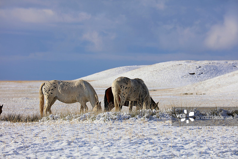 新疆巴音布鲁克雪景图片素材