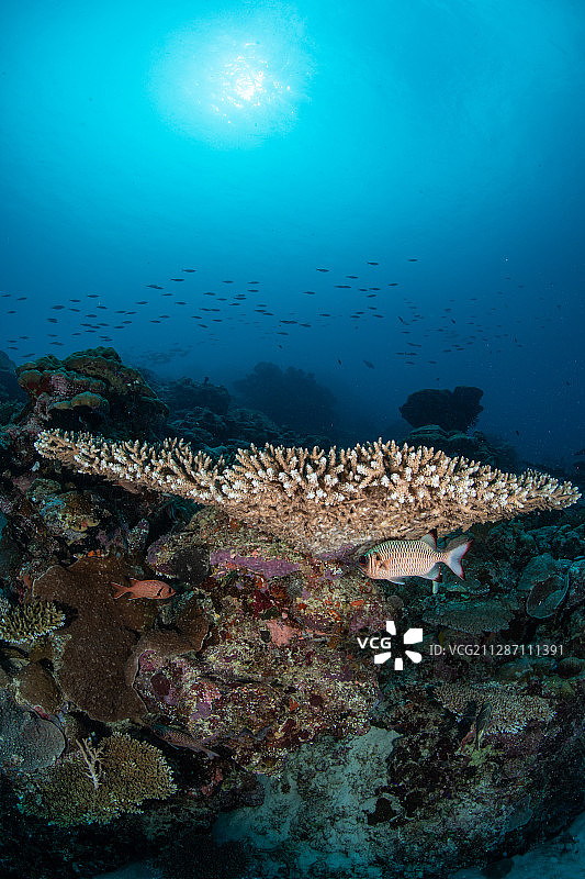 鹿角珊瑚和大眼鱼图片素材