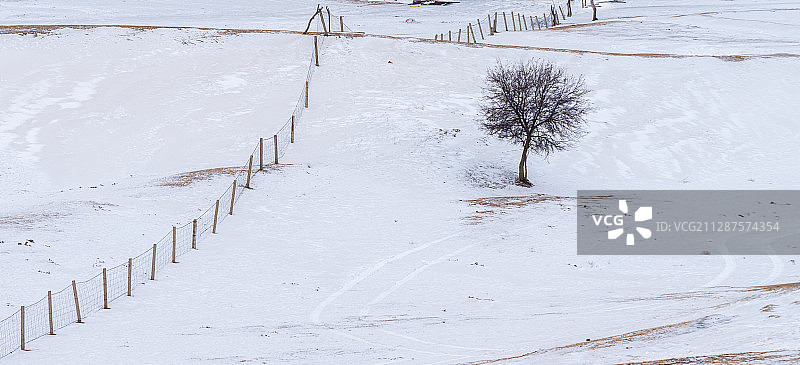丘陵雪地一棵树围栏-1图片素材