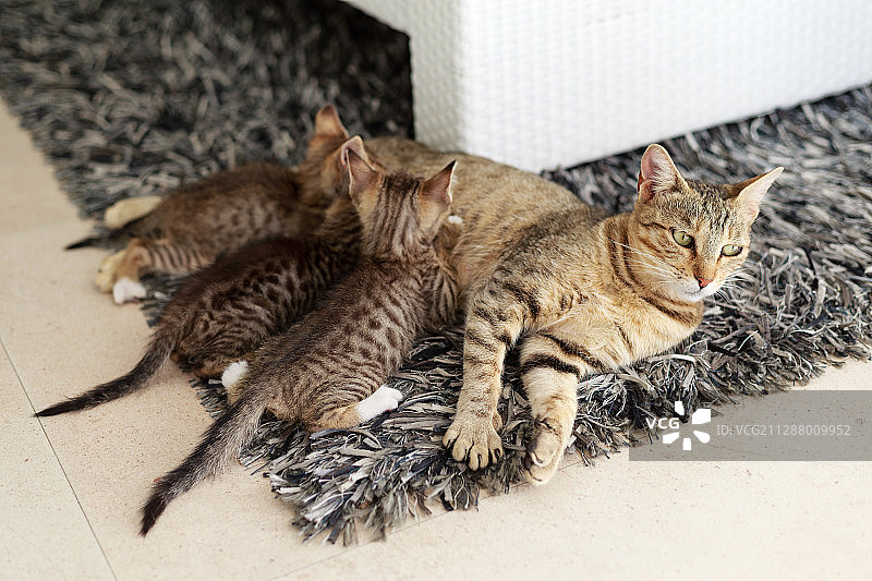 花狸母猫哺育3个小奶猫图片素材