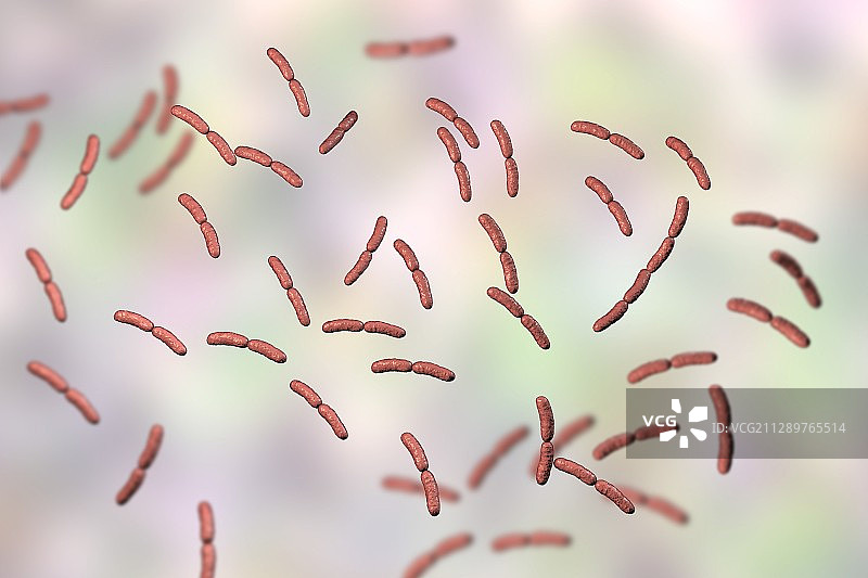 乳杆菌crispatus细菌，插图图片素材