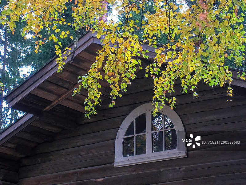 北欧芬兰赫尔辛基秋天白桦树黄叶木屋-2图片素材