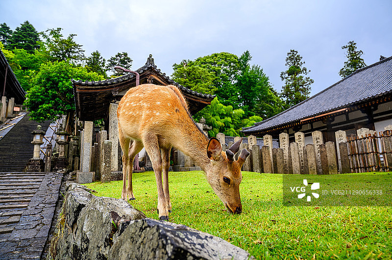 日本奈良公园的鹿图片素材