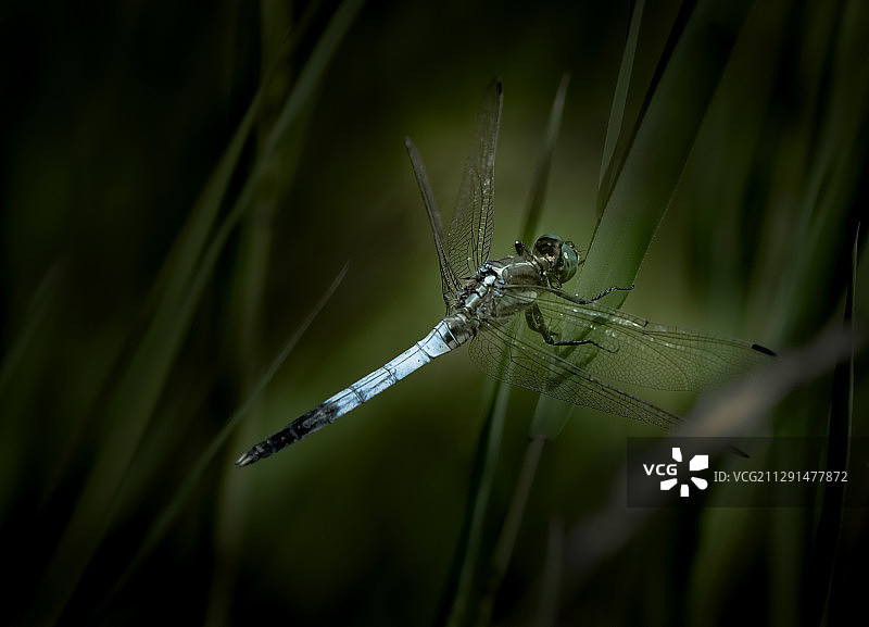 绿蜻蜓停在草叶上，头上的绿眼睛明亮有神，薄如细纱图片素材