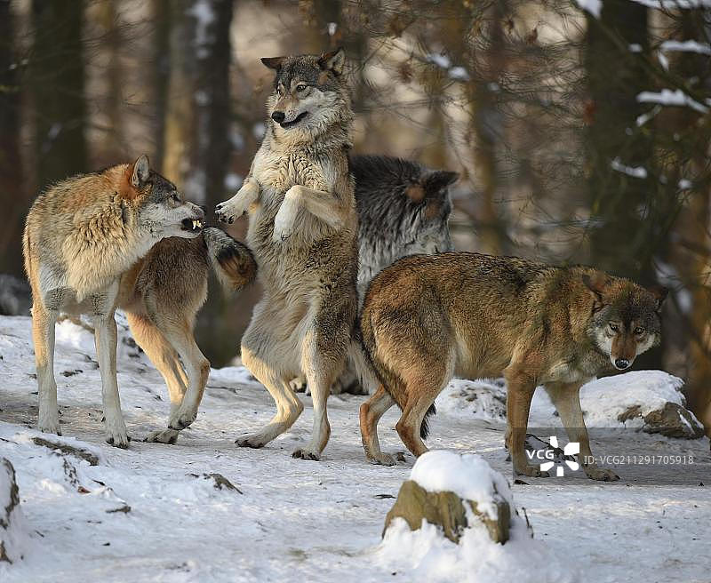 谴责，排名，统治，西北狼(Canis lupus lycaon)在雪地里，俘虏，巴登-符腾堡，德国，欧洲图片素材