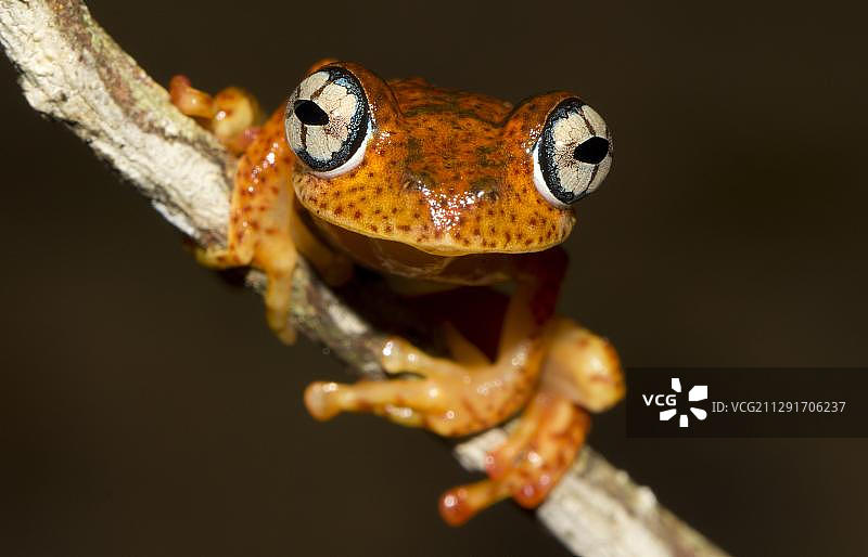 非洲马达加斯加东部Andasibe雨林中的皮拉斯蛙(皮拉斯蛙)图片素材