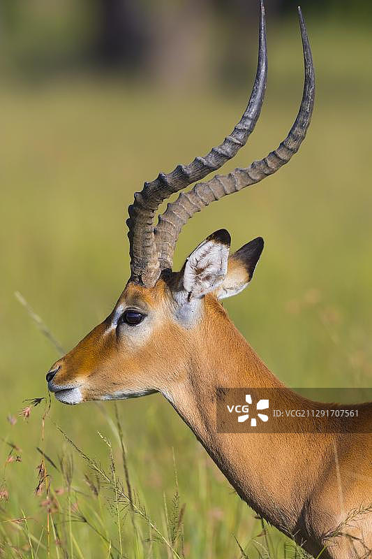 黑斑羚，雄性，动物肖像，马赛马拉国家保护区，肯尼亚，非洲图片素材