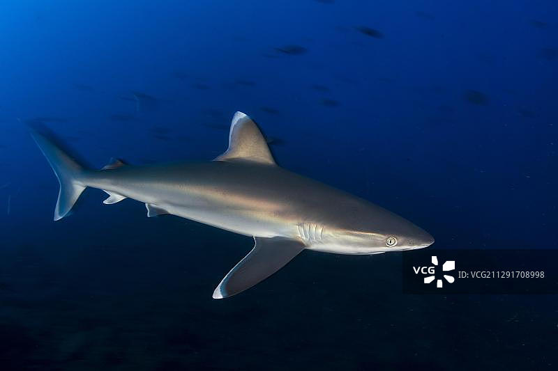 银鳍鲨(白鳍银鳍鲨)，圣本尼迪克托岛，雷维拉吉多，墨西哥，中美洲图片素材