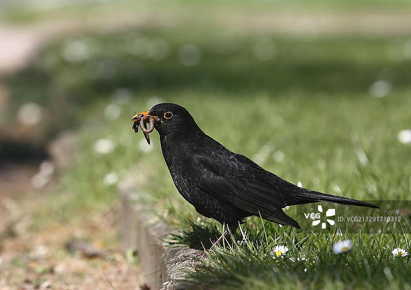 黑鸟，雄性，喙部有蚯蚓(蚓科)，德国，欧洲图片素材