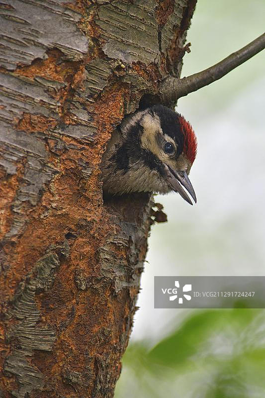 大斑啄木鸟(大斑啄木鸟)，雏，下萨克森州，德国，欧洲图片素材