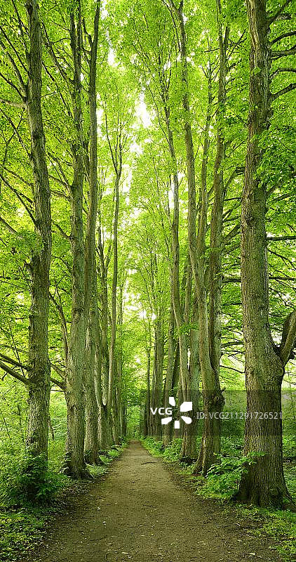 欧洲德国梅克伦堡-西波美拉尼亚的扎伦丁森林道路两旁是古老的高椴树图片素材