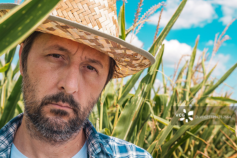 严肃的农学家在玉米田的肖像，诺维萨德，塞尔维亚图片素材