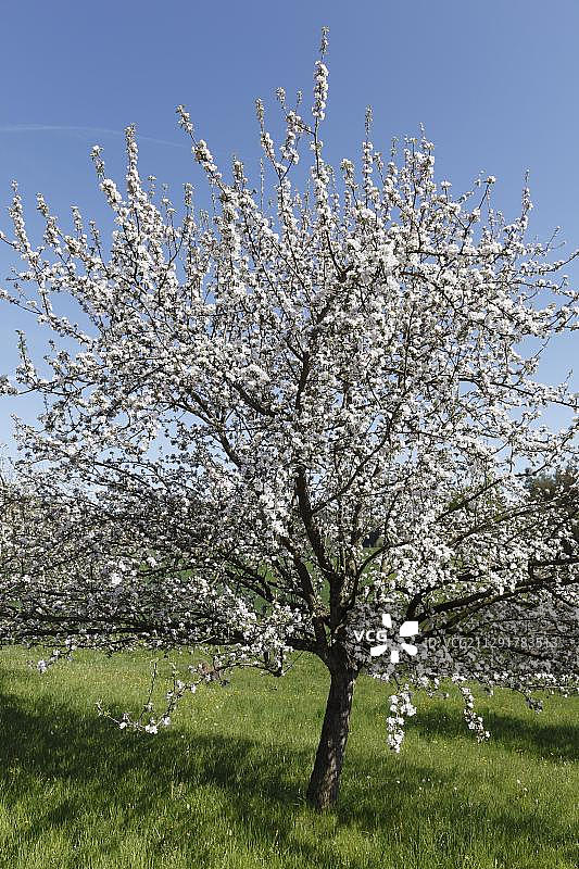 开花苹果树(苹果)，施蒂利亚，奥地利，欧洲图片素材