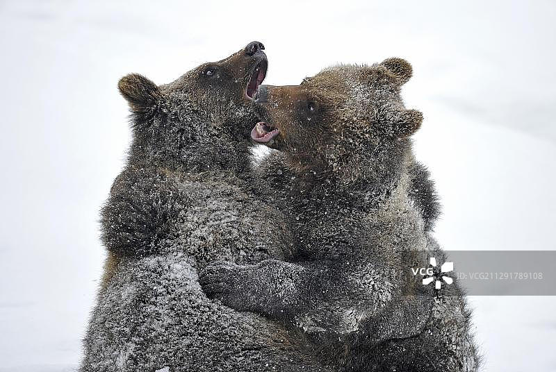 欧洲棕熊幼崽在雪地里摔跤，德国巴伐利亚森林国家公园，欧洲图片素材