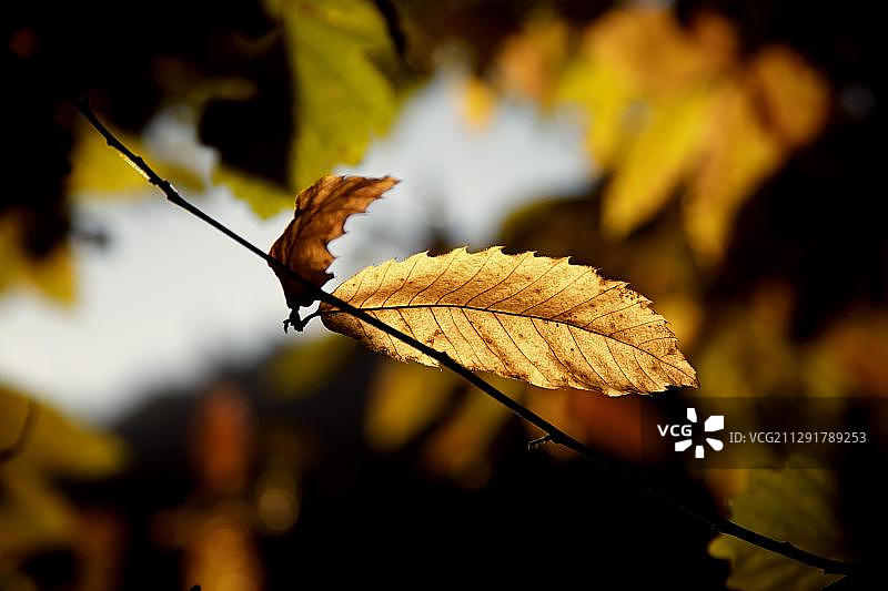 甜栗子或栗子(板栗)，秋天的叶子，背光图片素材