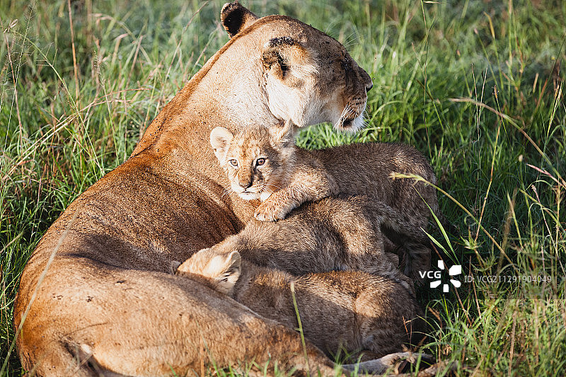 母狮和幼崽躺在草地上，肯尼亚Kehancha图片素材