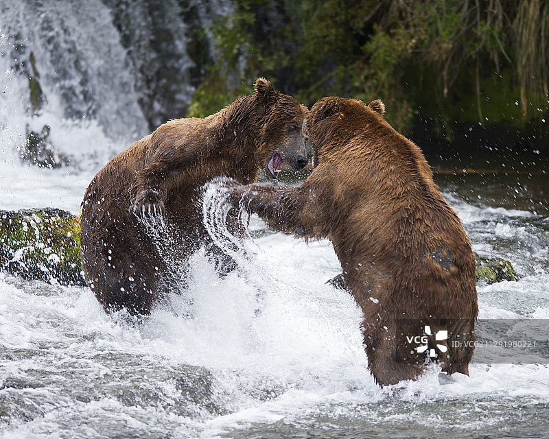在美国阿拉斯加州迪林厄姆的布鲁克斯瀑布附近，两只棕熊正在打架图片素材