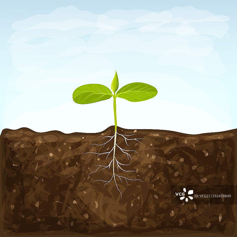 蔬菜幼苗生长在肥沃的土壤上图片素材