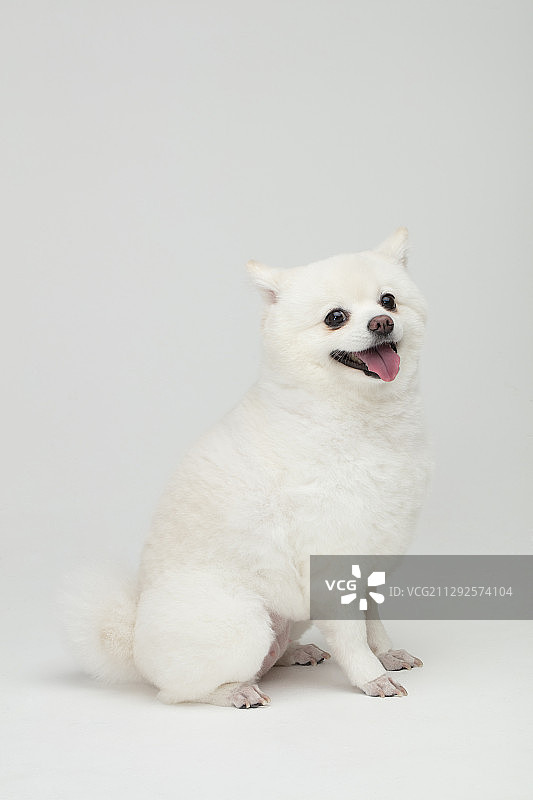 侧视图的小狗伸出舌头坐在白色的背景图片素材