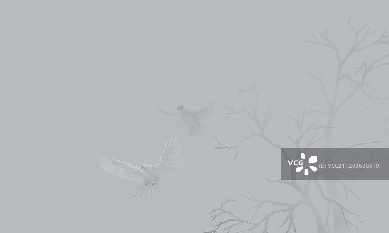 在雾里飞行的鸽子图片素材