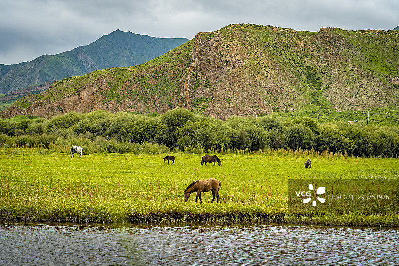 桑科湿地的马群图片素材