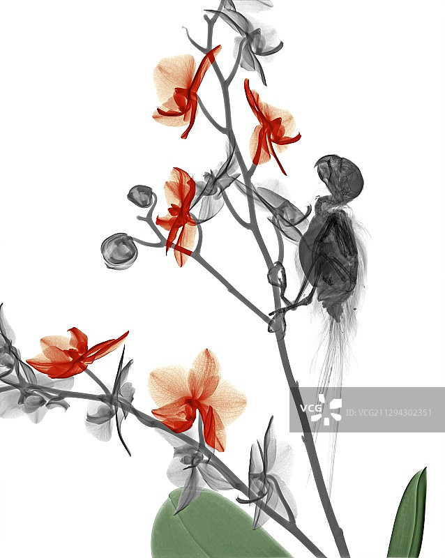 长尾鹦鹉和兰花，x光图片素材