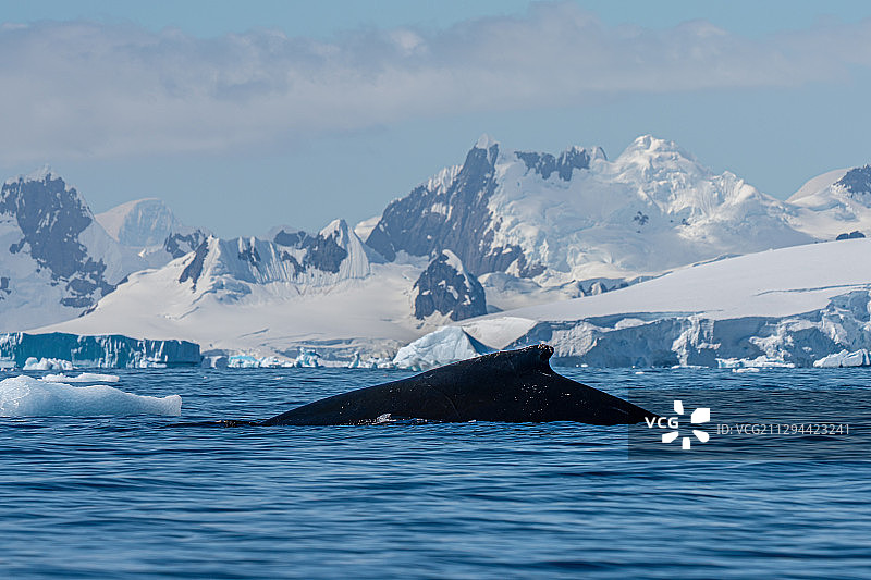 座头鲸南极冰雪海洋雪山峰野生动物鱼图片素材