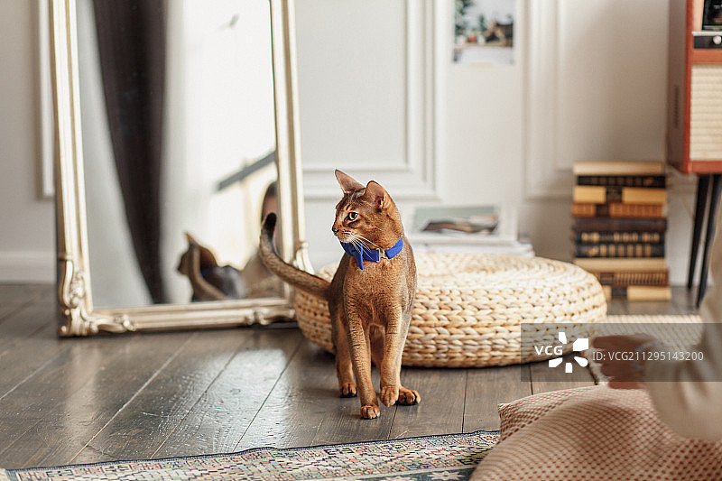 阿比西尼亚猫在家里走路，莫斯科，俄罗斯图片素材